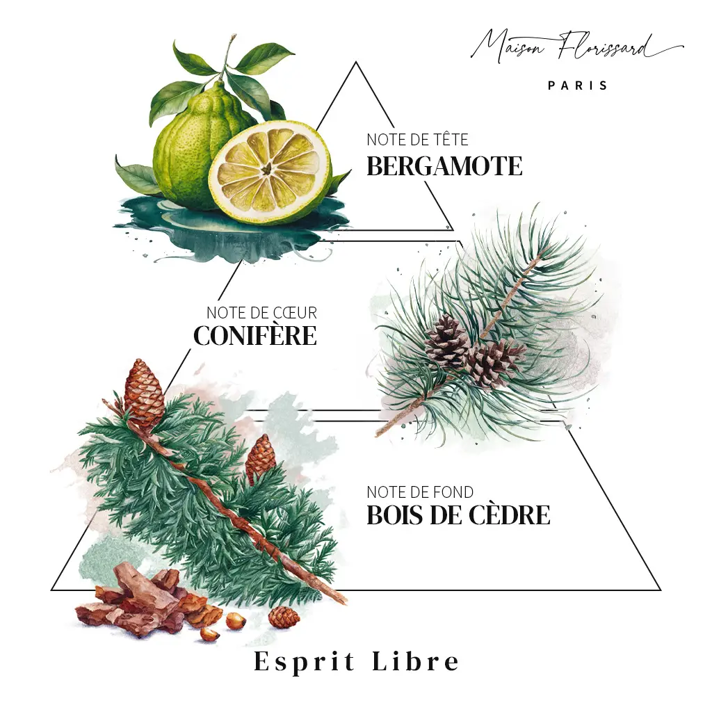 PARFUM pyramide olfactive 03